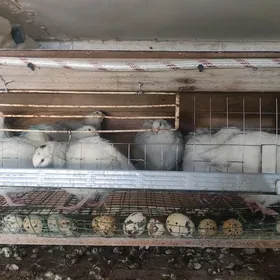 Tehas Bedene Yumurtg