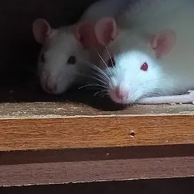 Молодые крысята