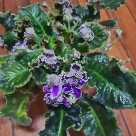 листья фиалок