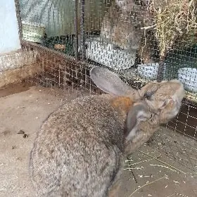 welikan erkek towşan