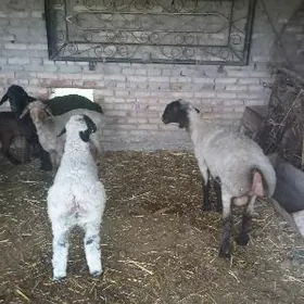 gisar guzly goyynlar