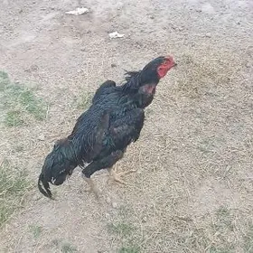 oʻzbek arassa 4:2kgʻ maý çykan