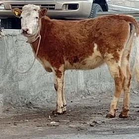 Sygyr Öküz Tüwe Göle