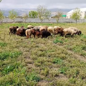 guzulu goyun işşek geci