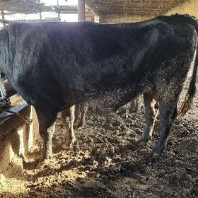 Baklyk dayow okuzler