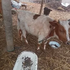 Окуз.Гачар.