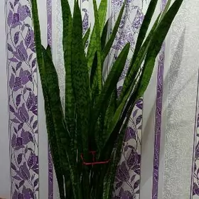 Продаётся сансевиерия