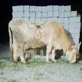 TOHUM SYGYR WE OKUZCE