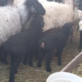 7.sany. guzly goyyn.