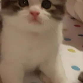 отдам котят