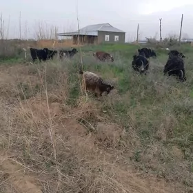 bogaz we oglakly geciler