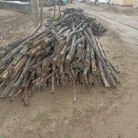 parnik üçin agaç агач парник