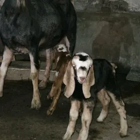 Pakistan owlakly geci