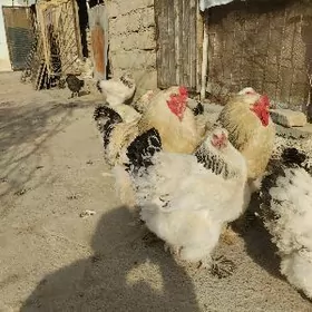 брама.товыгын.юмуртгаси