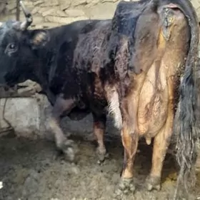 Tohum Şiwit Gölely sygyr