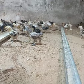 BRAMA BALGAR JUYJELER