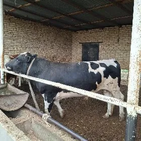 Галаштейин Лумизин