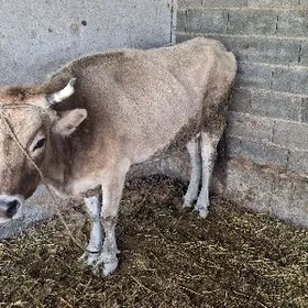 Bogoz gusyr sygyrlar satlyk