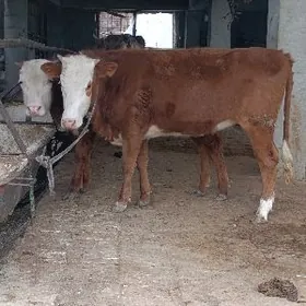 simental öküz tuwe