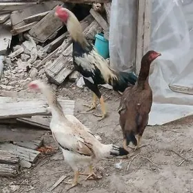 Tangent towuk ýurtga induk gus