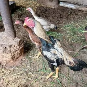 Taşgent ördek towuk jüje beden