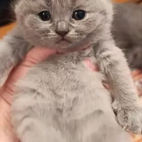 шотландский мальчик