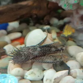 анцитрусы вуалевые и простые