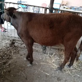 71608311 şuna edin2 sany öküz