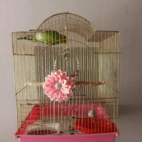 popugay, попугай