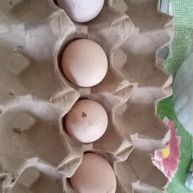 юмурцица гусь индюк