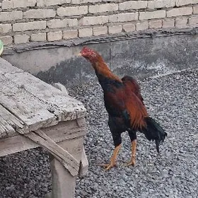 байсов хораз