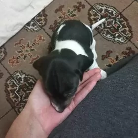 щенок таксы