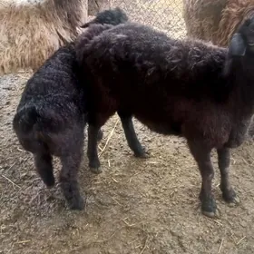 гузулы гоюн