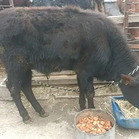 öküzçe tüwe öküz göle