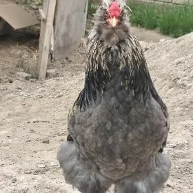 тройка двойка товуклар