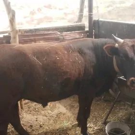 bakylan 3 yasan okuz