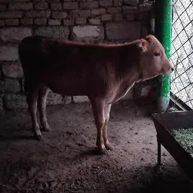 A OKUŹ ŞWES  PARODA