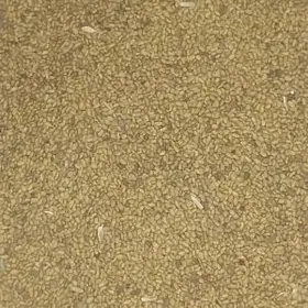 Yorunja tohum magnitdan gecen