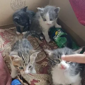 котята в добрые руки