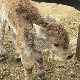 Šwed sygyry gölesi bn