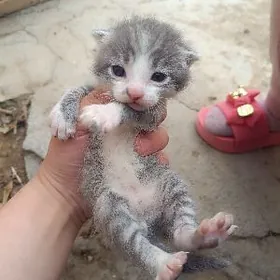 pishik котёнок