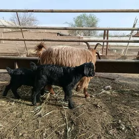 ekiz Owlakly geci we yeke tar