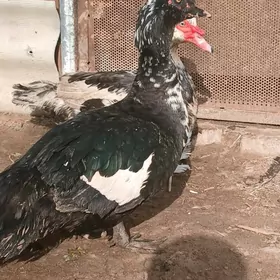 Indawutga gara kekeç