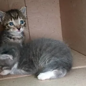 в добрые руки