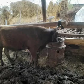 Баклык окуз