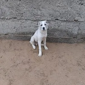 Alabay turkmen gujuk