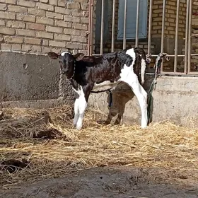 саглык сыгыр