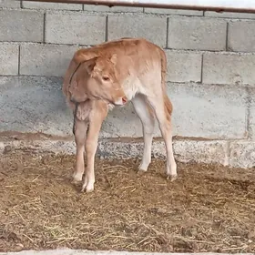 Голели Сигир