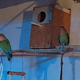 попугай неразлучник