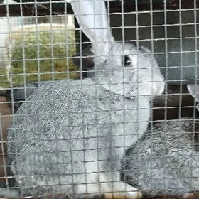 pol welikan towsanlar